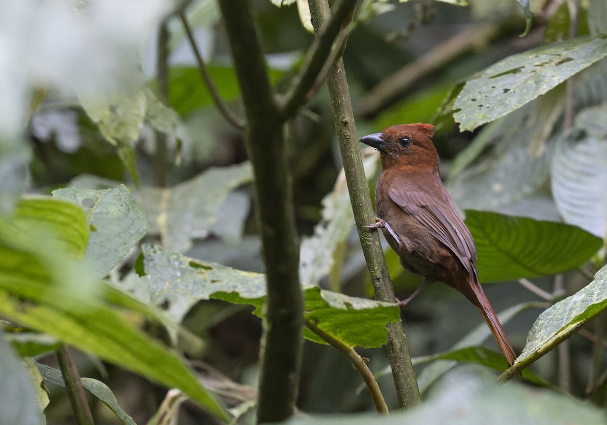 Crested Ant-Tanager - Marky Mutchler