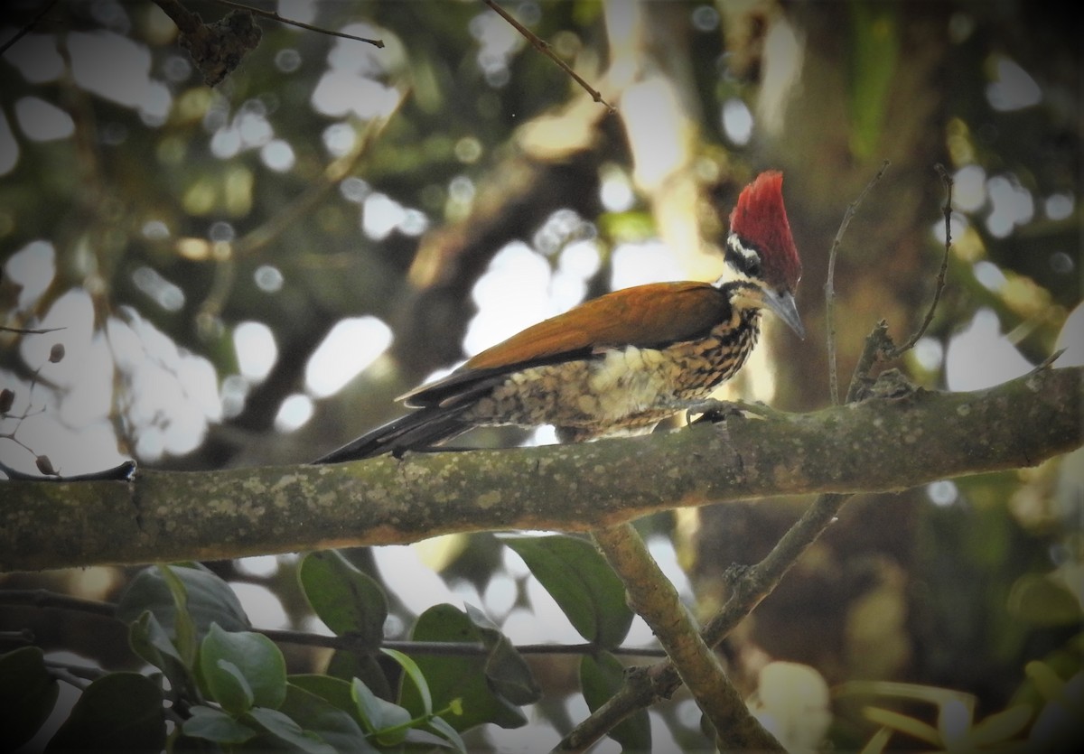 Common Flameback - ML482075981