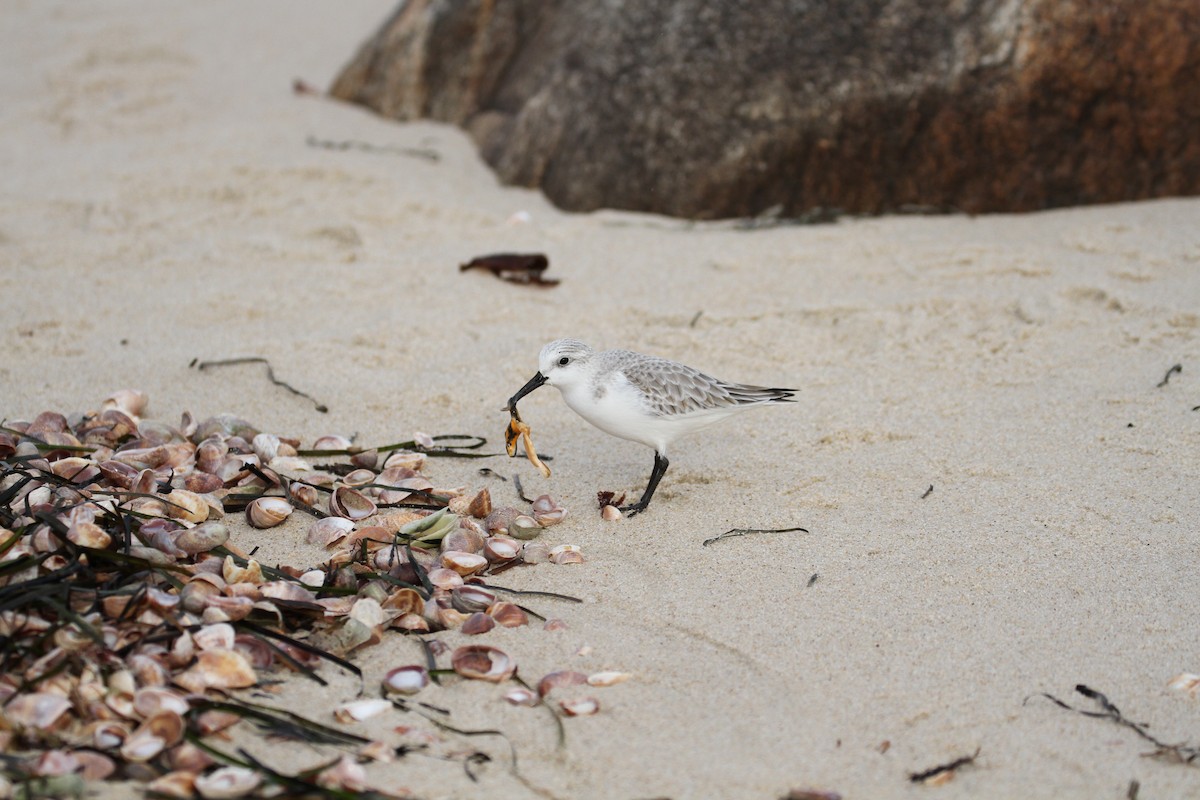 Sanderling - ML482077881