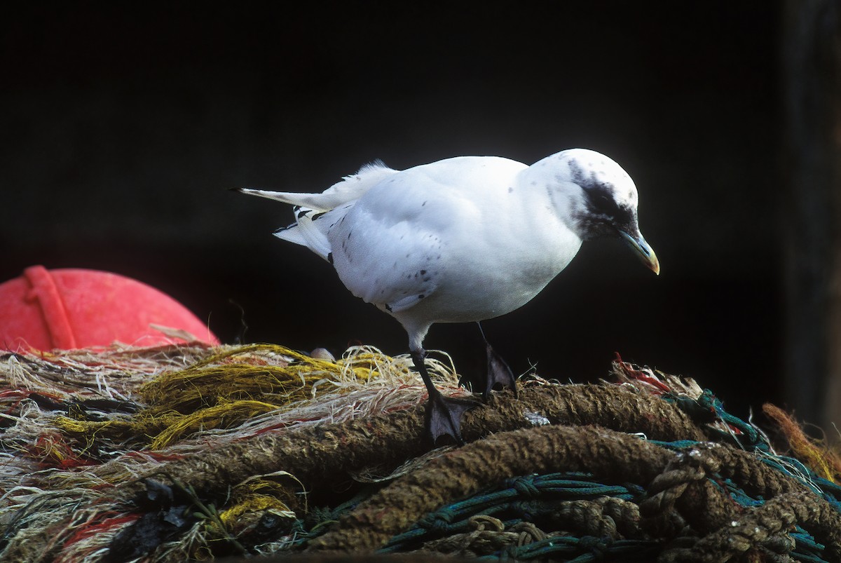 Ivory Gull - Dan Rottino