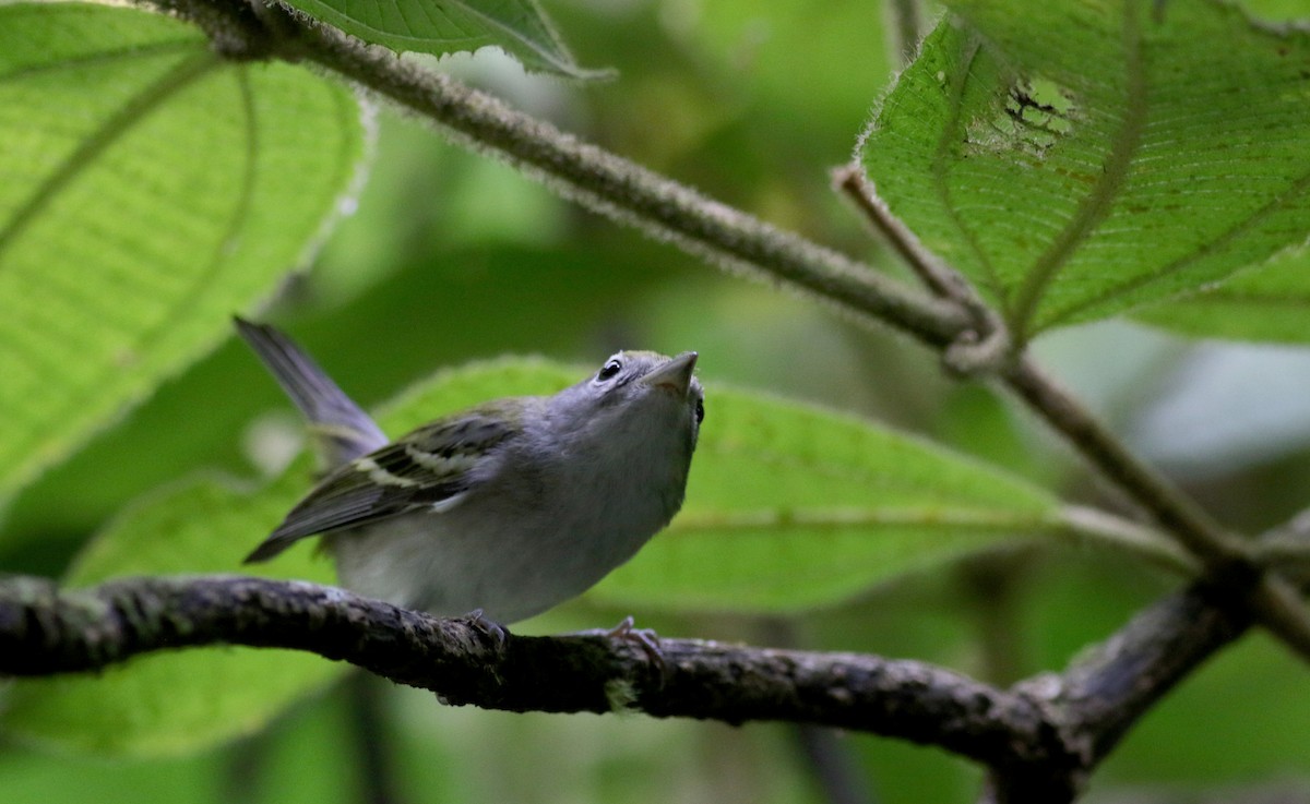 Chestnut-sided Warbler - ML48207821