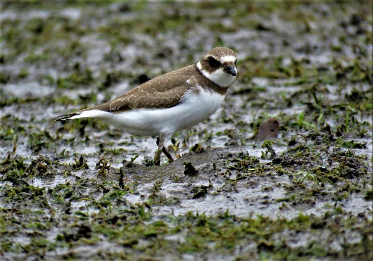 Semipalmated Plover - ML482078961