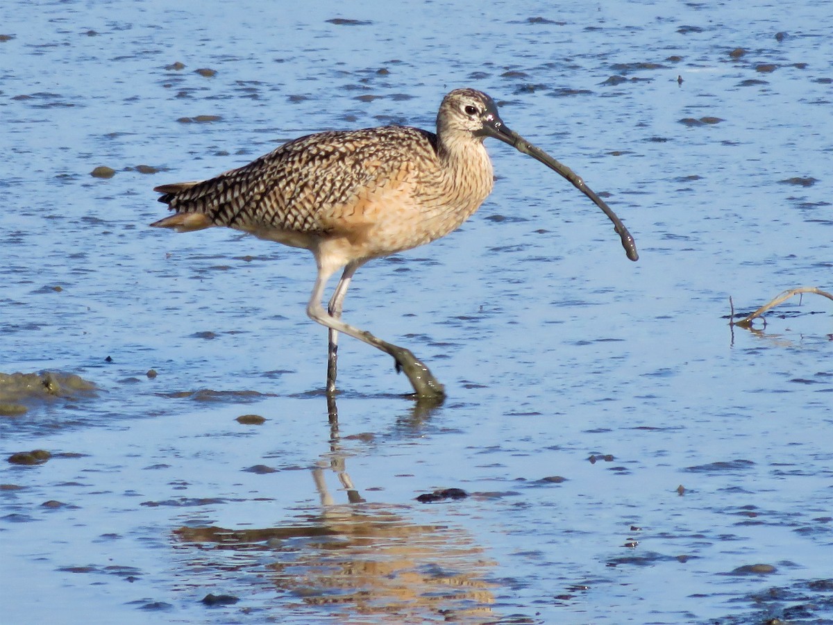 Long-billed Curlew - ML48207951
