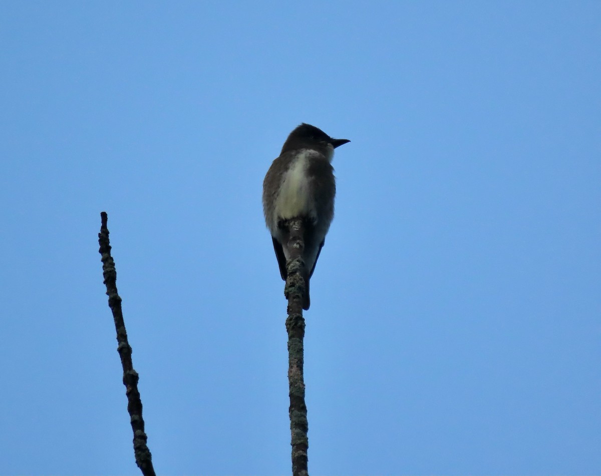 Olive-sided Flycatcher - kim pastrick