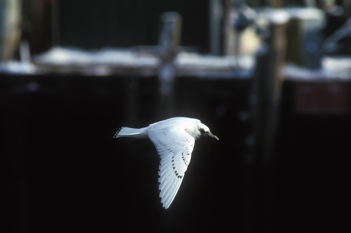 Ivory Gull - Trudy Rottino