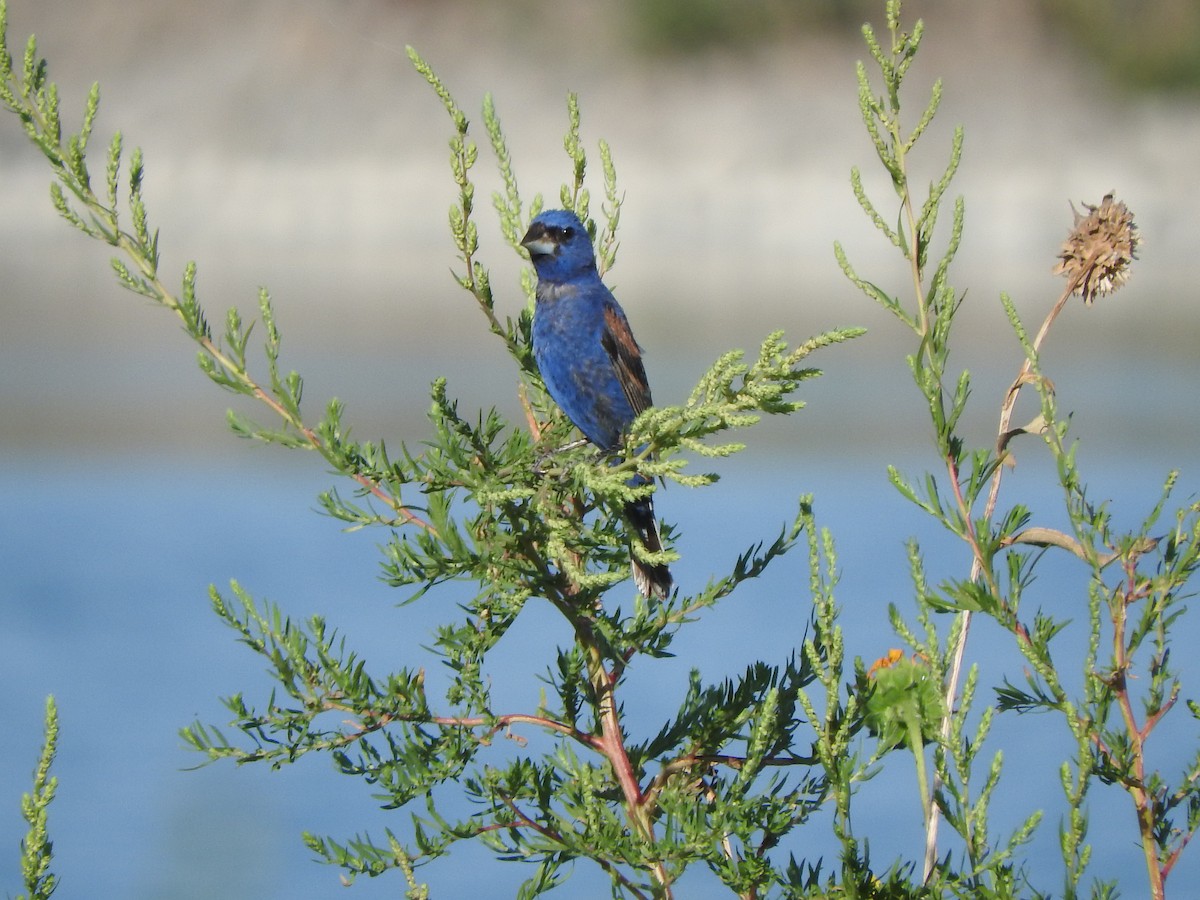 Blue Grosbeak - Brian Marra