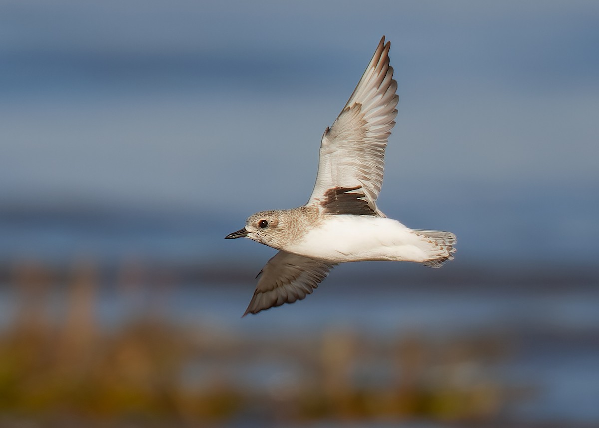 Black-bellied Plover - ML482080461