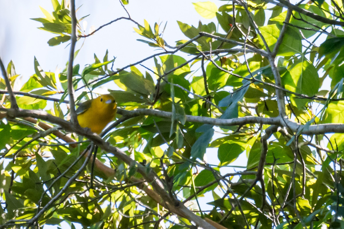 Prothonotary Warbler - Gabrielle Harrison