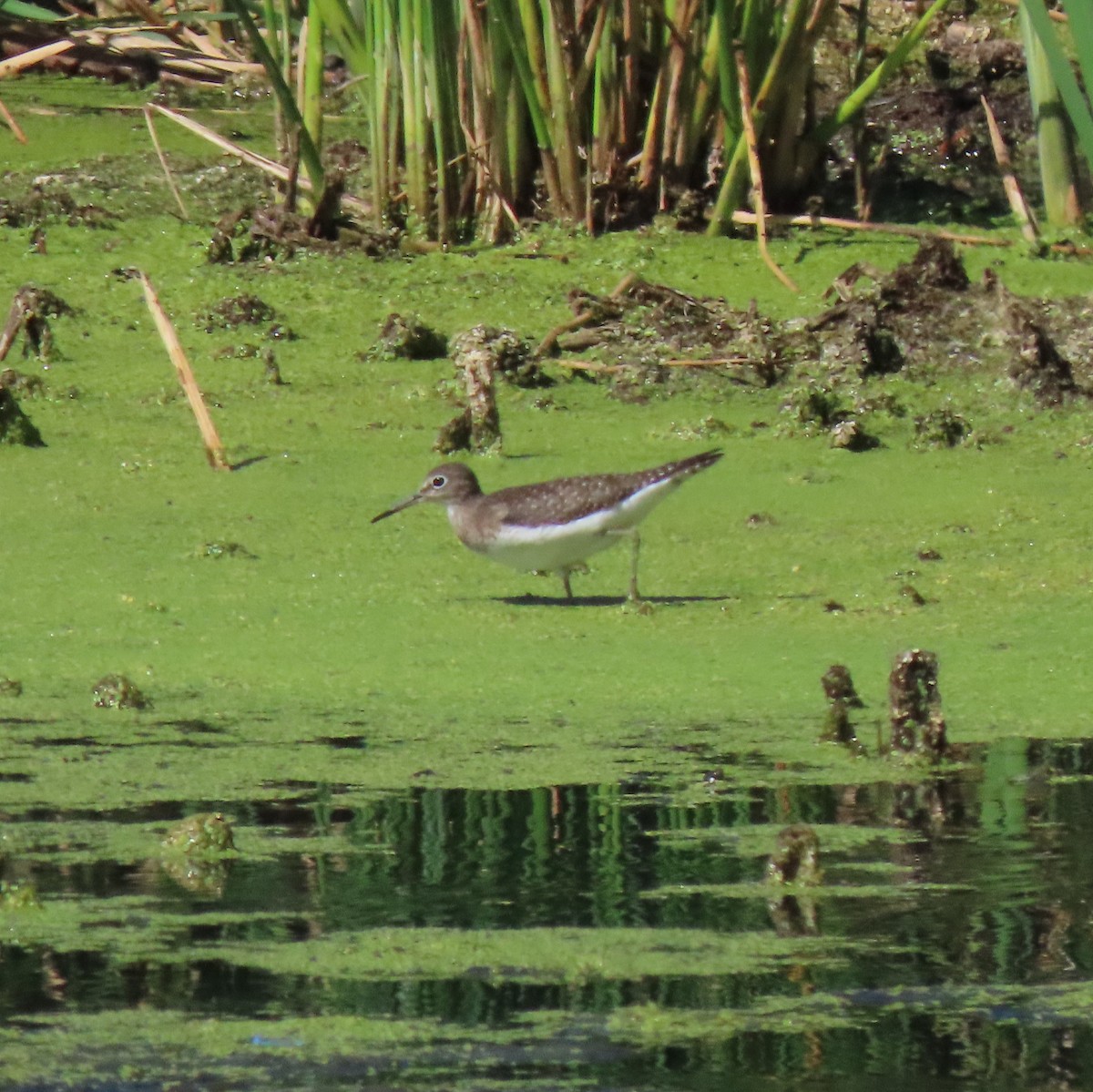 Solitary Sandpiper - Elaine Wagner