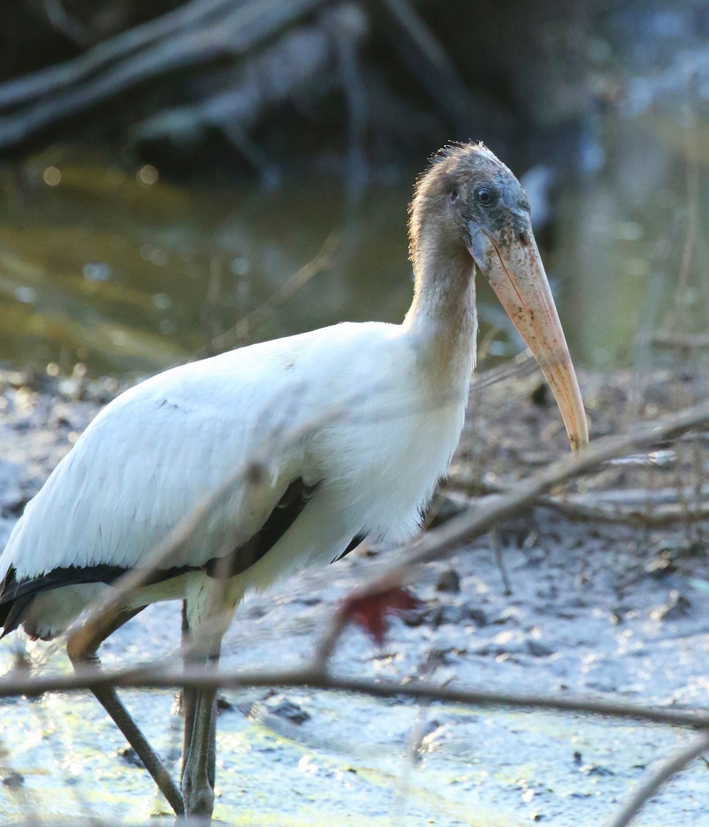 Wood Stork - ML482081101