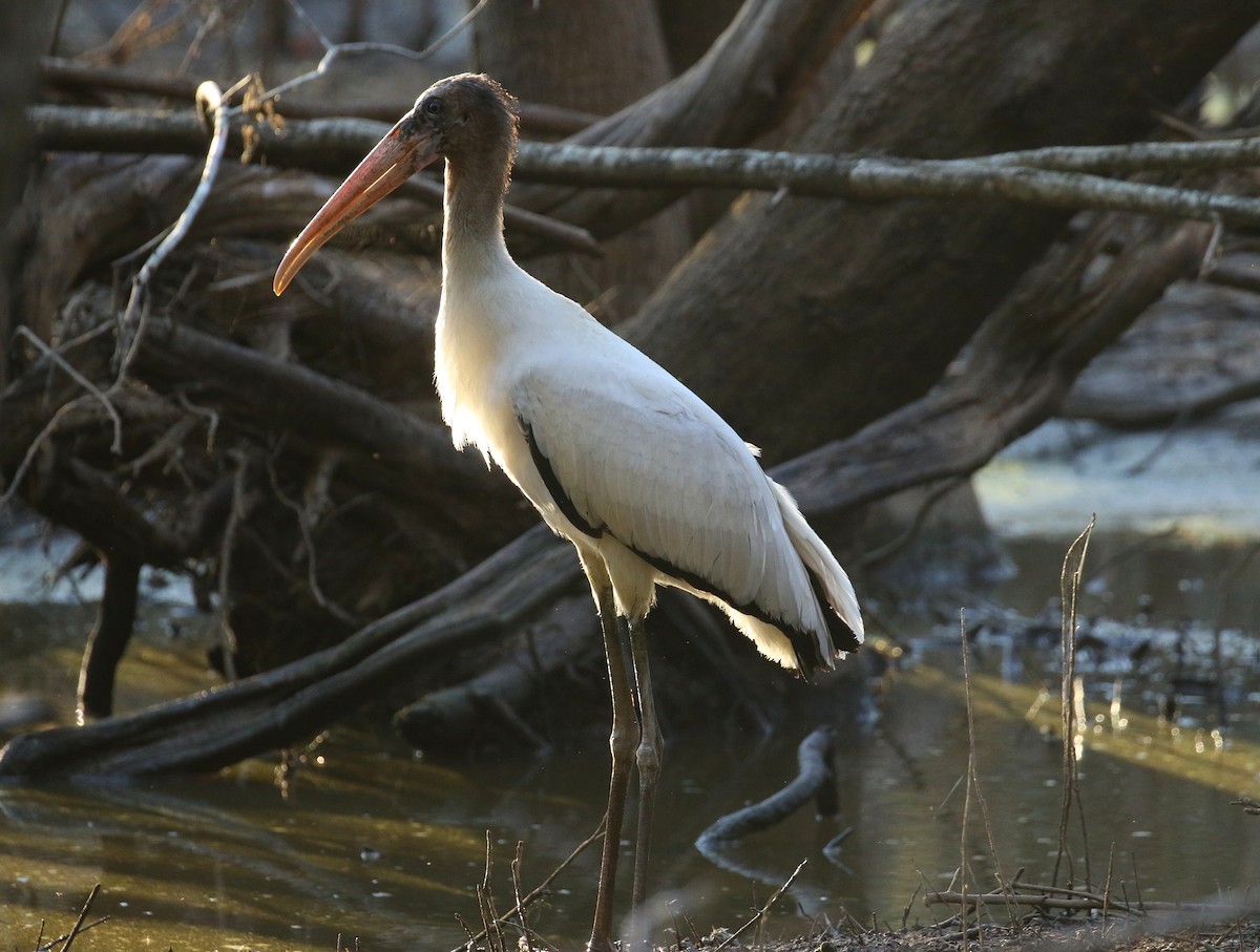 Wood Stork - ML482081141