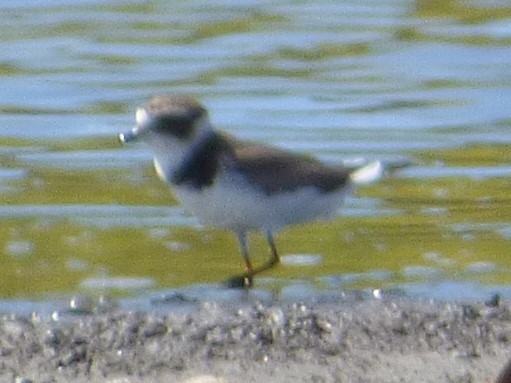 Semipalmated Plover - Forest & Kim Starr