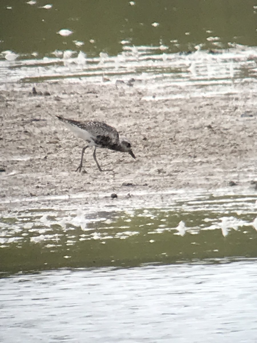 Black-bellied Plover - ML482082001