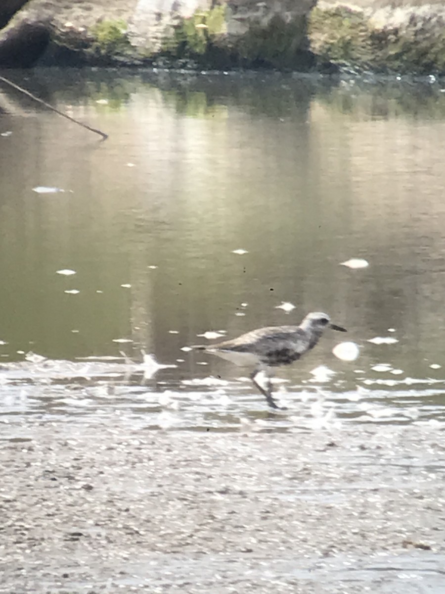 Black-bellied Plover - ML482082011