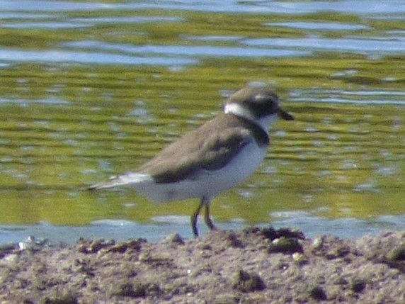 Semipalmated Plover - Forest & Kim Starr
