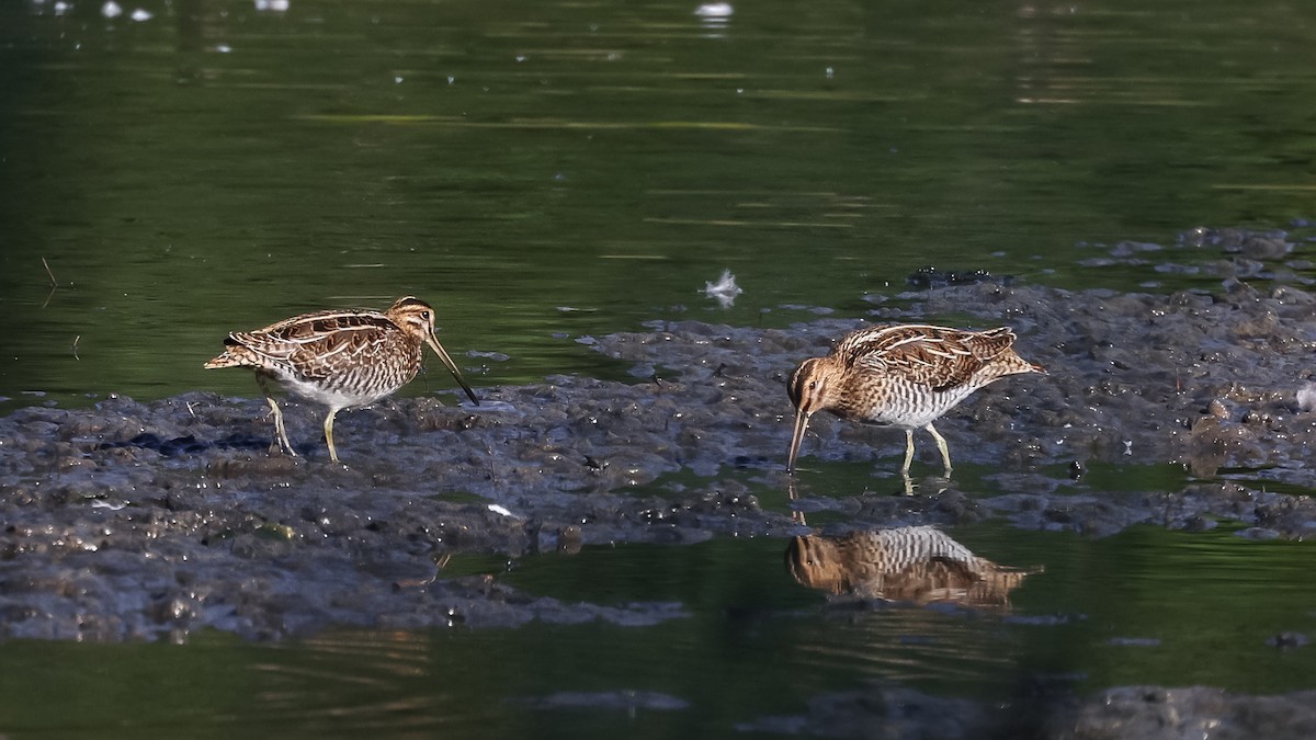 Common Snipe - Edna Mosand