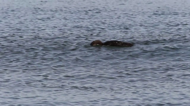 Pacific Loon - ML482083