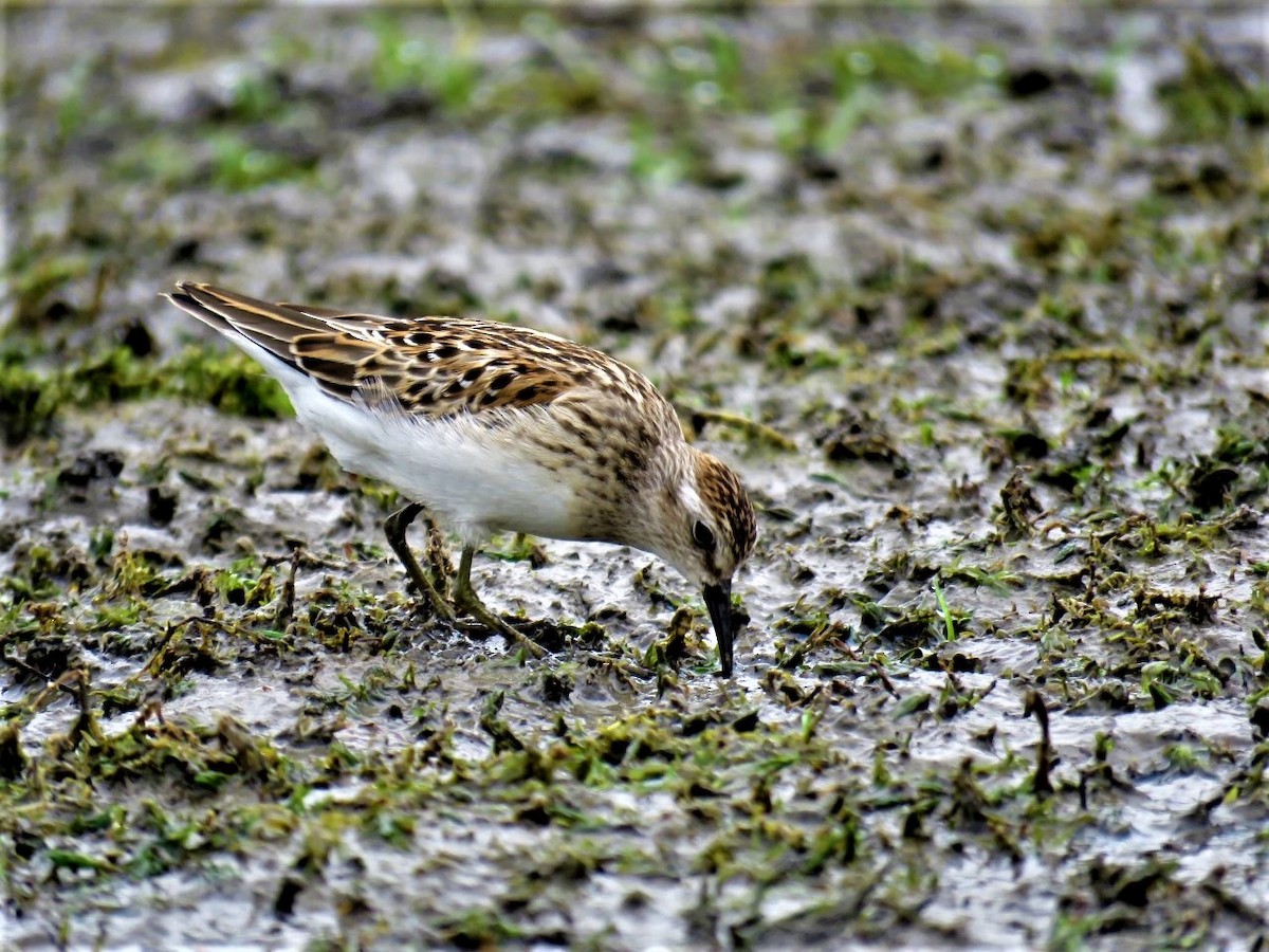 Least Sandpiper - ML482083391