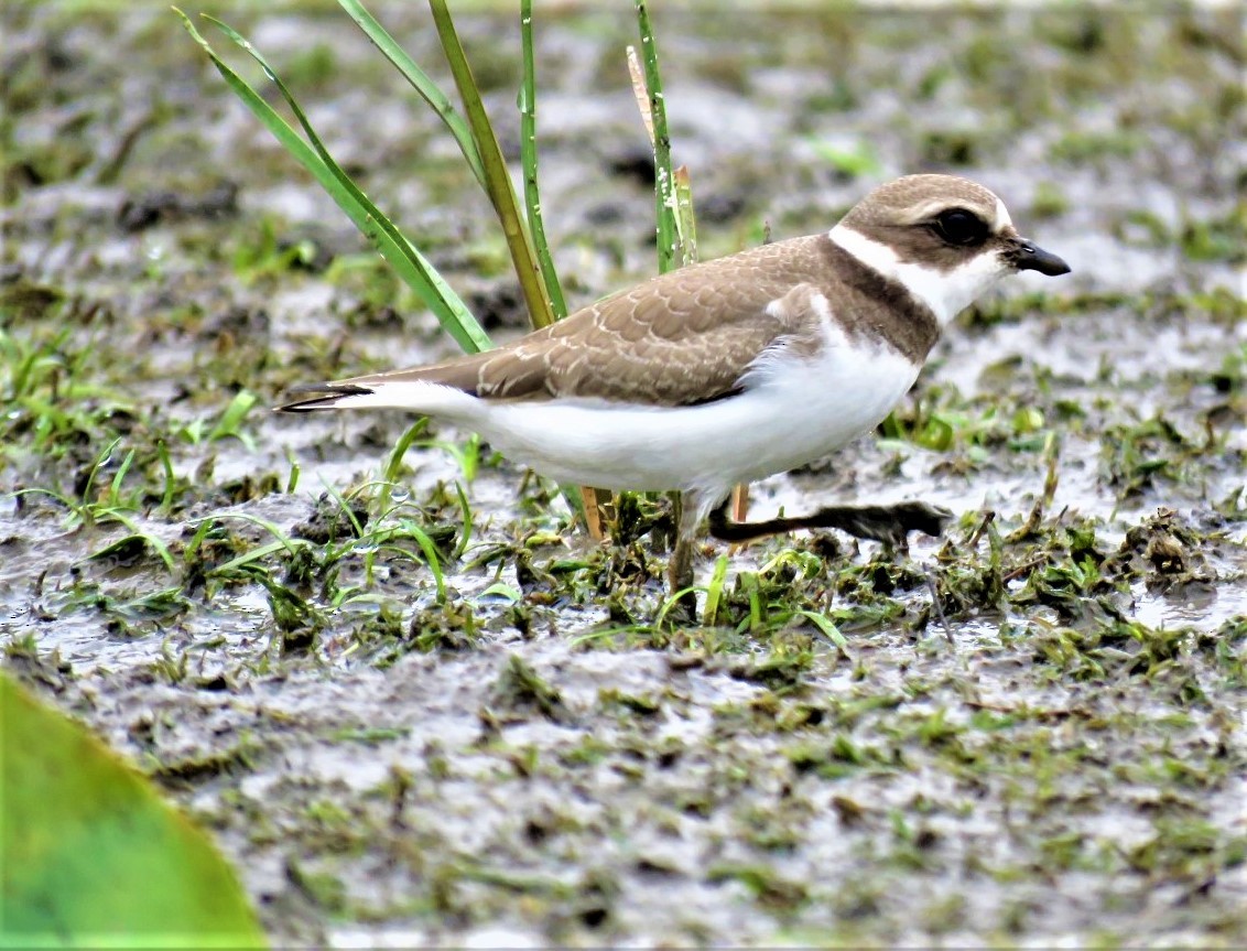 Semipalmated Plover - ML482083481