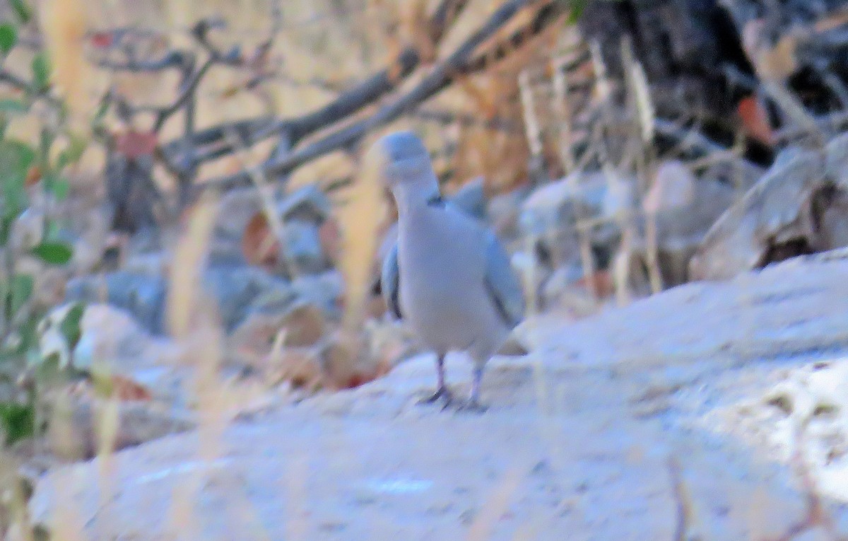 Южноафриканская горлица - ML482084361