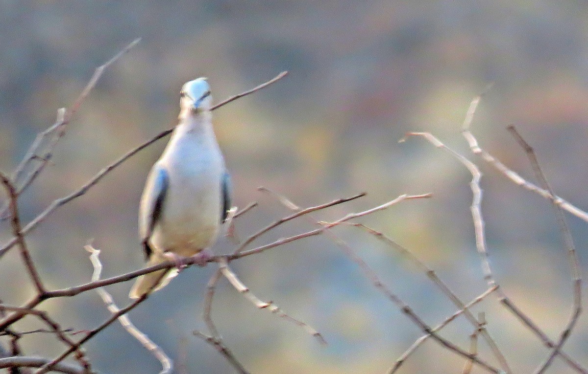 Южноафриканская горлица - ML482084371