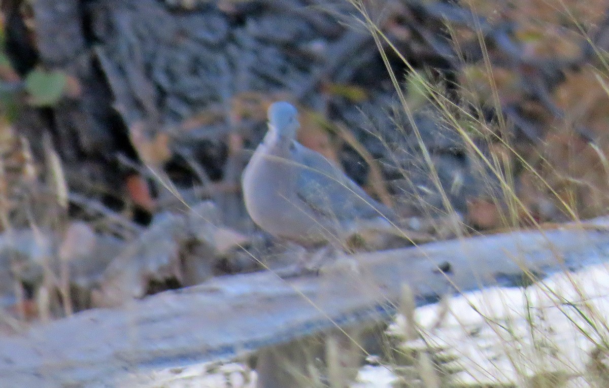 Южноафриканская горлица - ML482084381