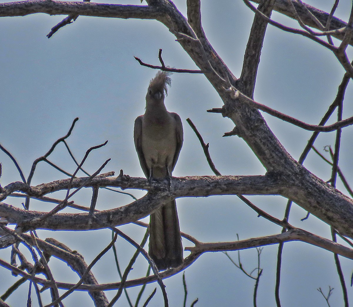 Серый бананоед - ML482084431