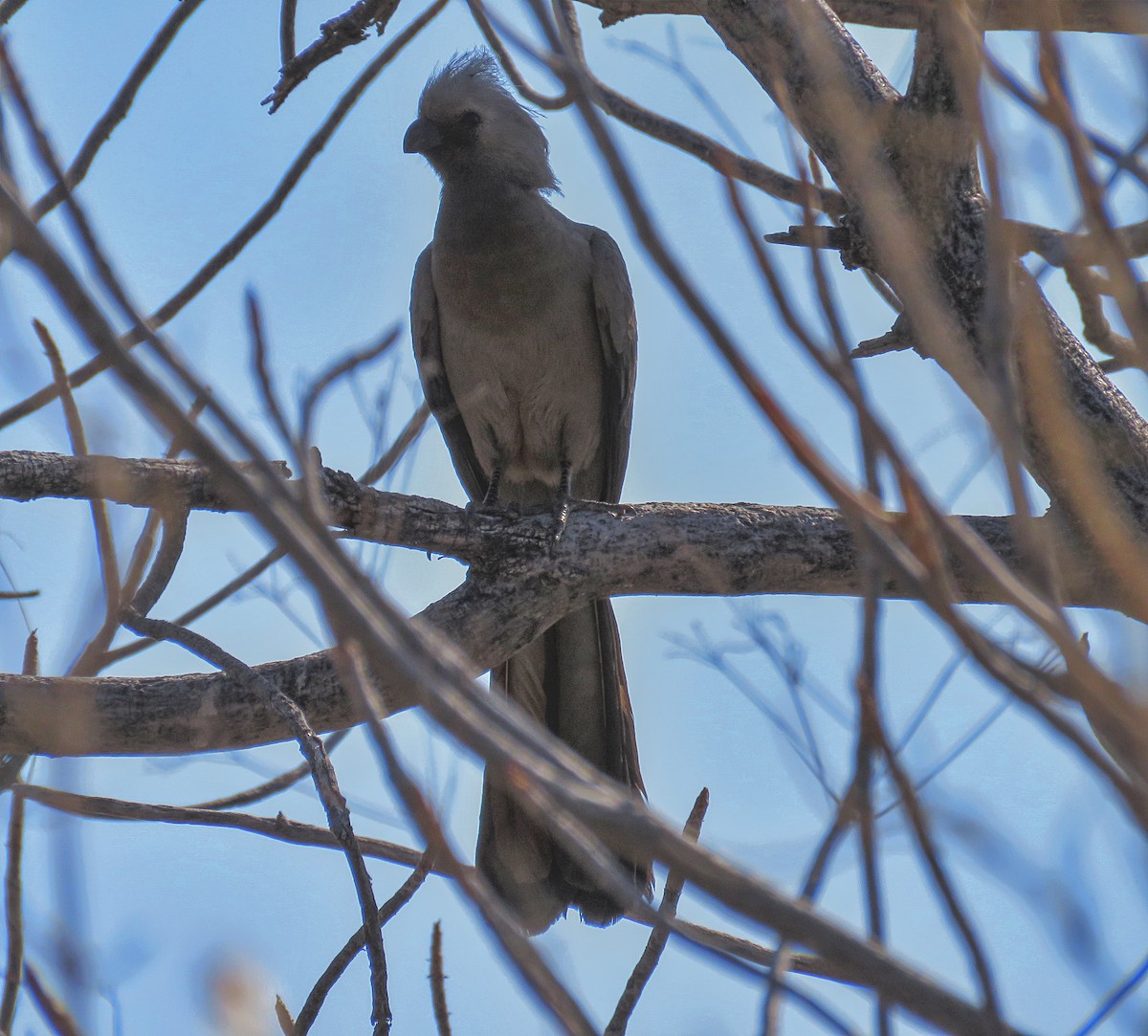 Серый бананоед - ML482084441