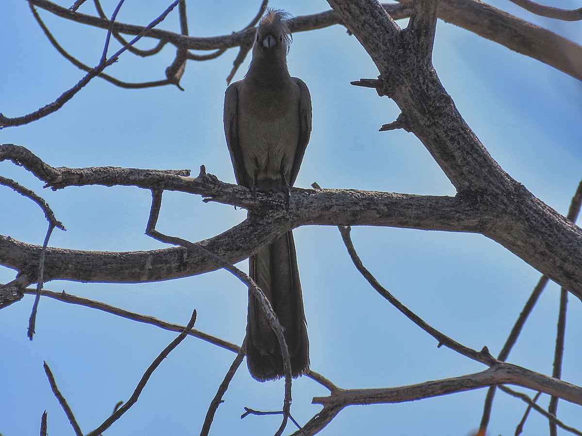 Серый бананоед - ML482084451