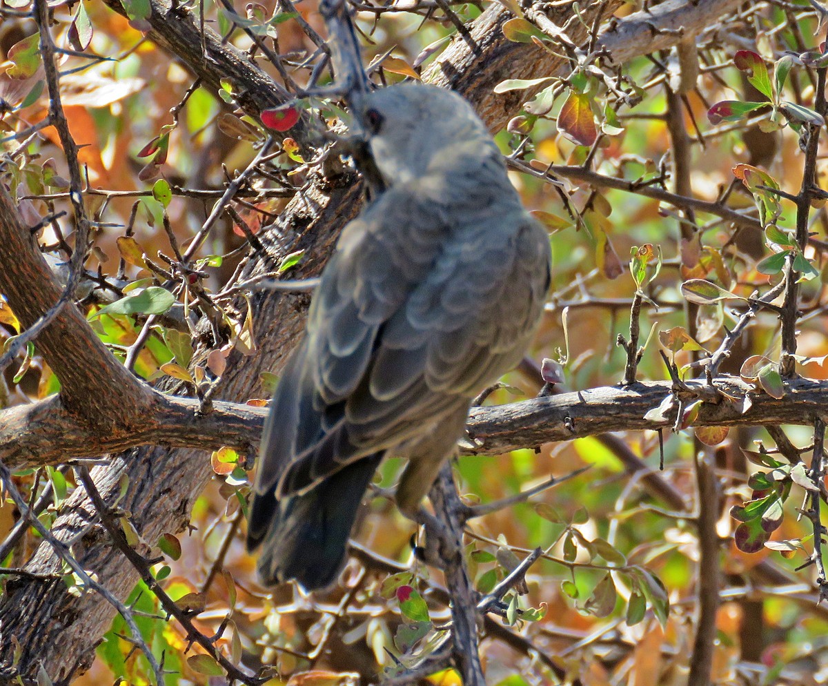 Желтоногий попугай - ML482084491
