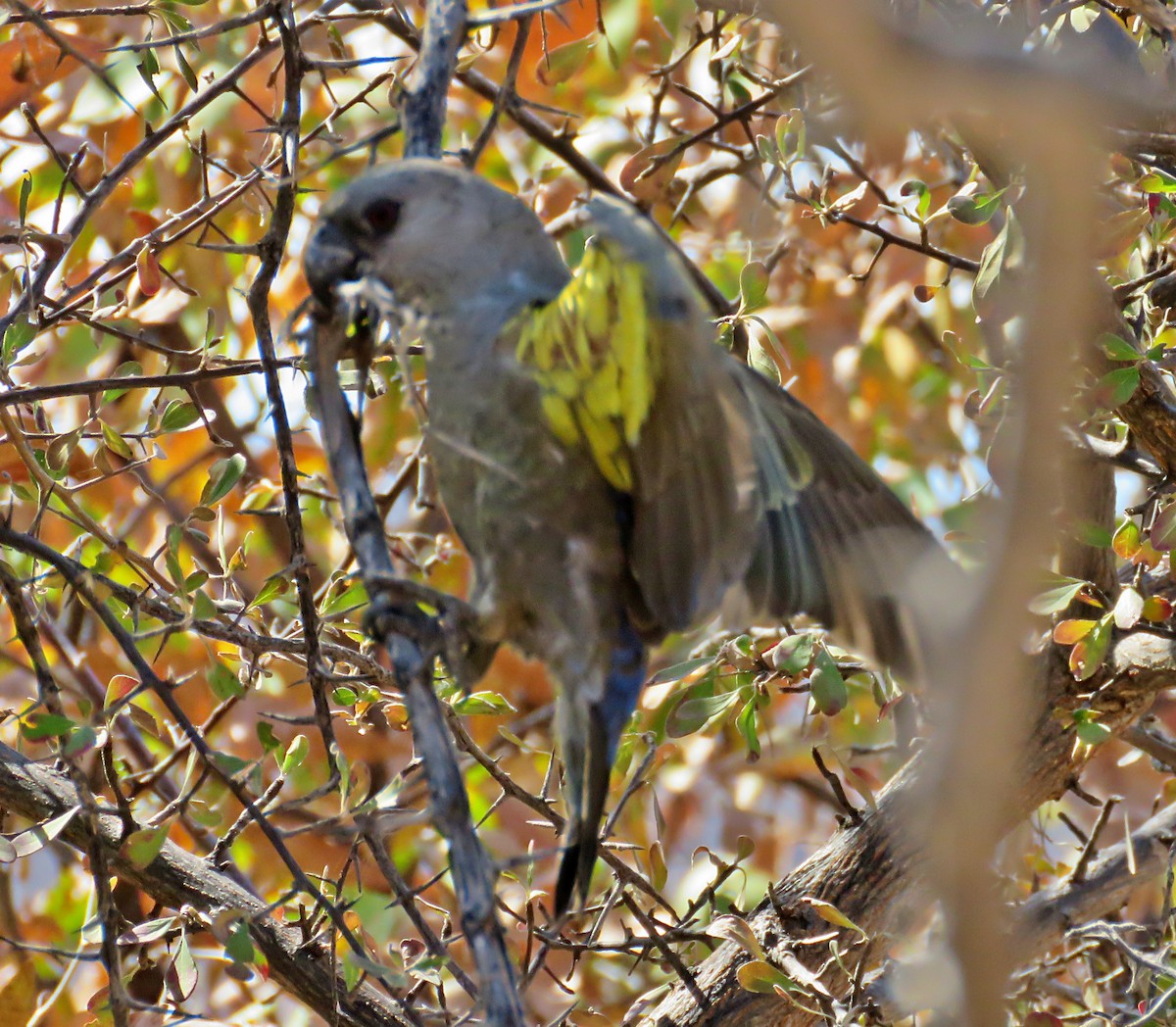 Желтоногий попугай - ML482084511