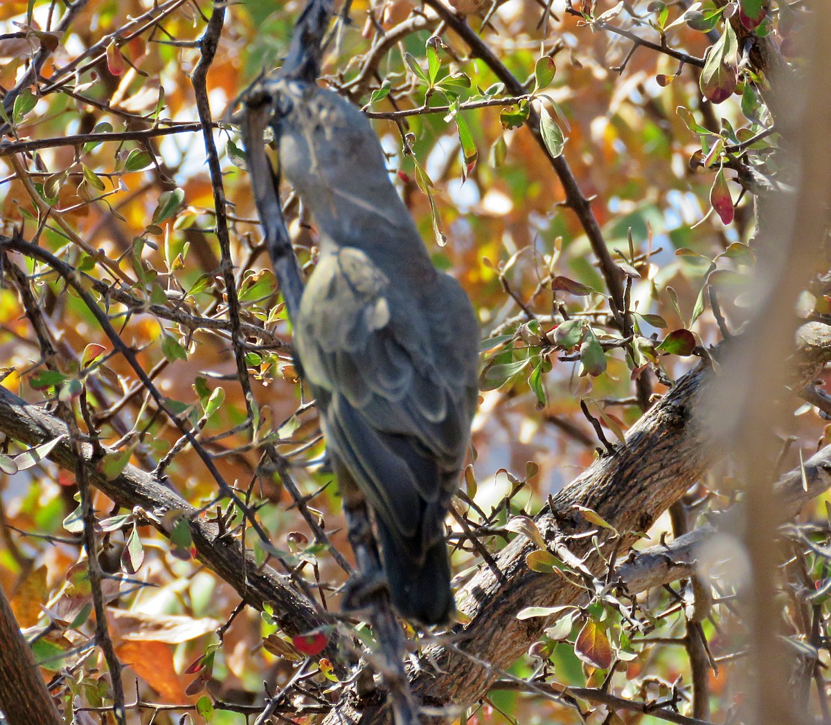 Желтоногий попугай - ML482084521