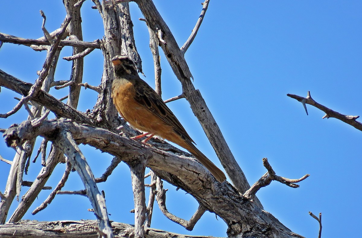 Каштановая овсянка - ML482084571