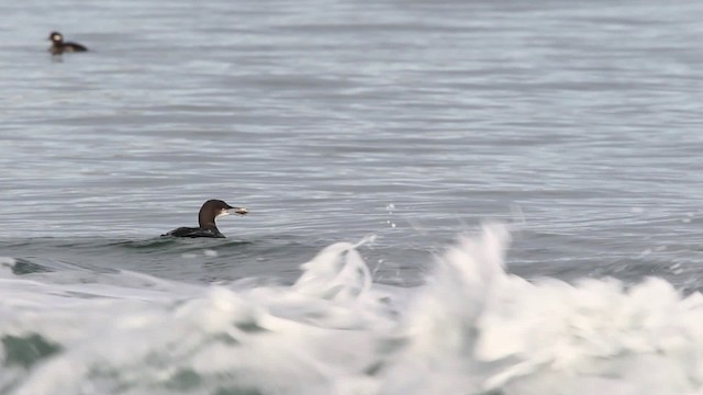 Pacific Loon - ML482085