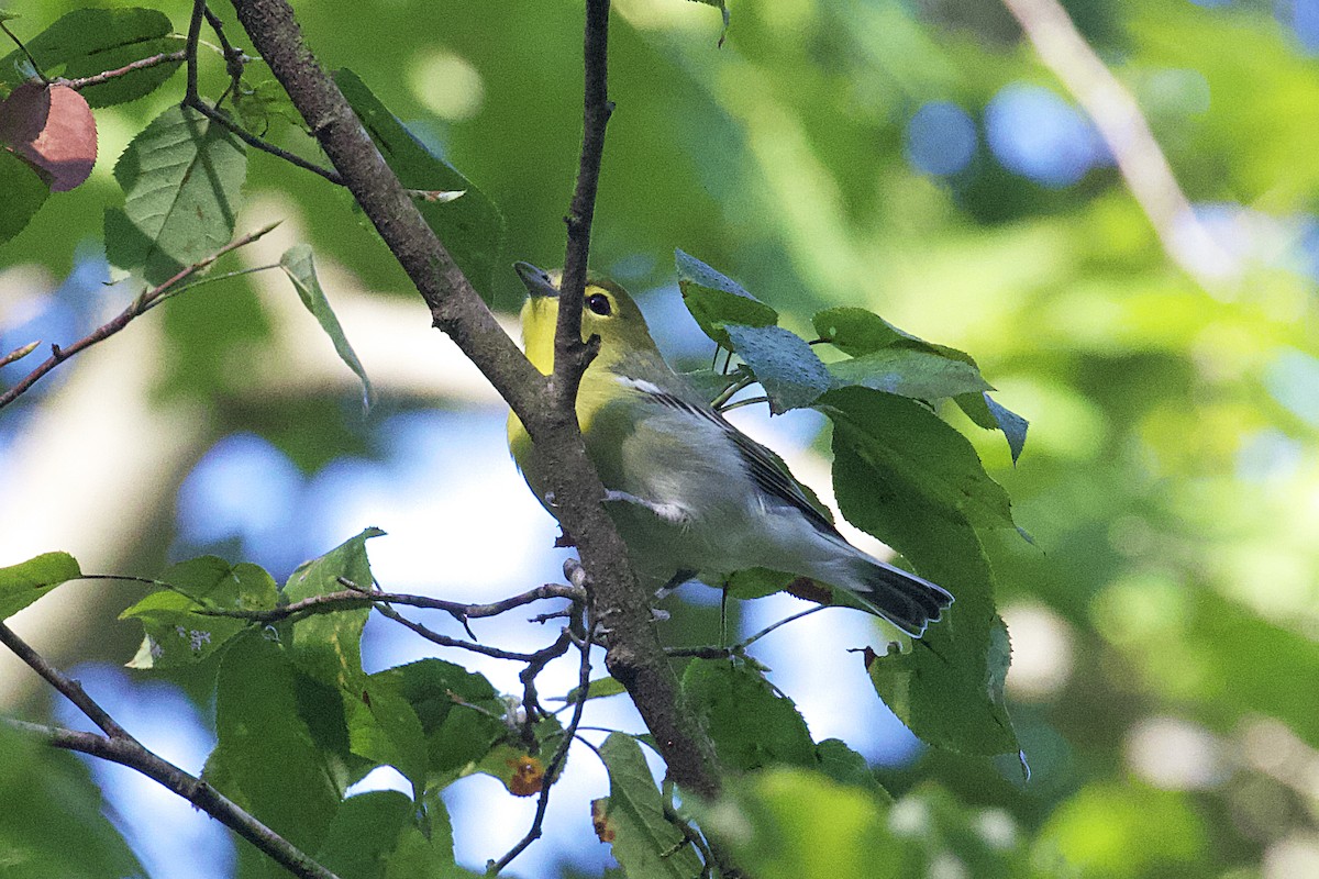 Yellow-throated Vireo - ML482085061