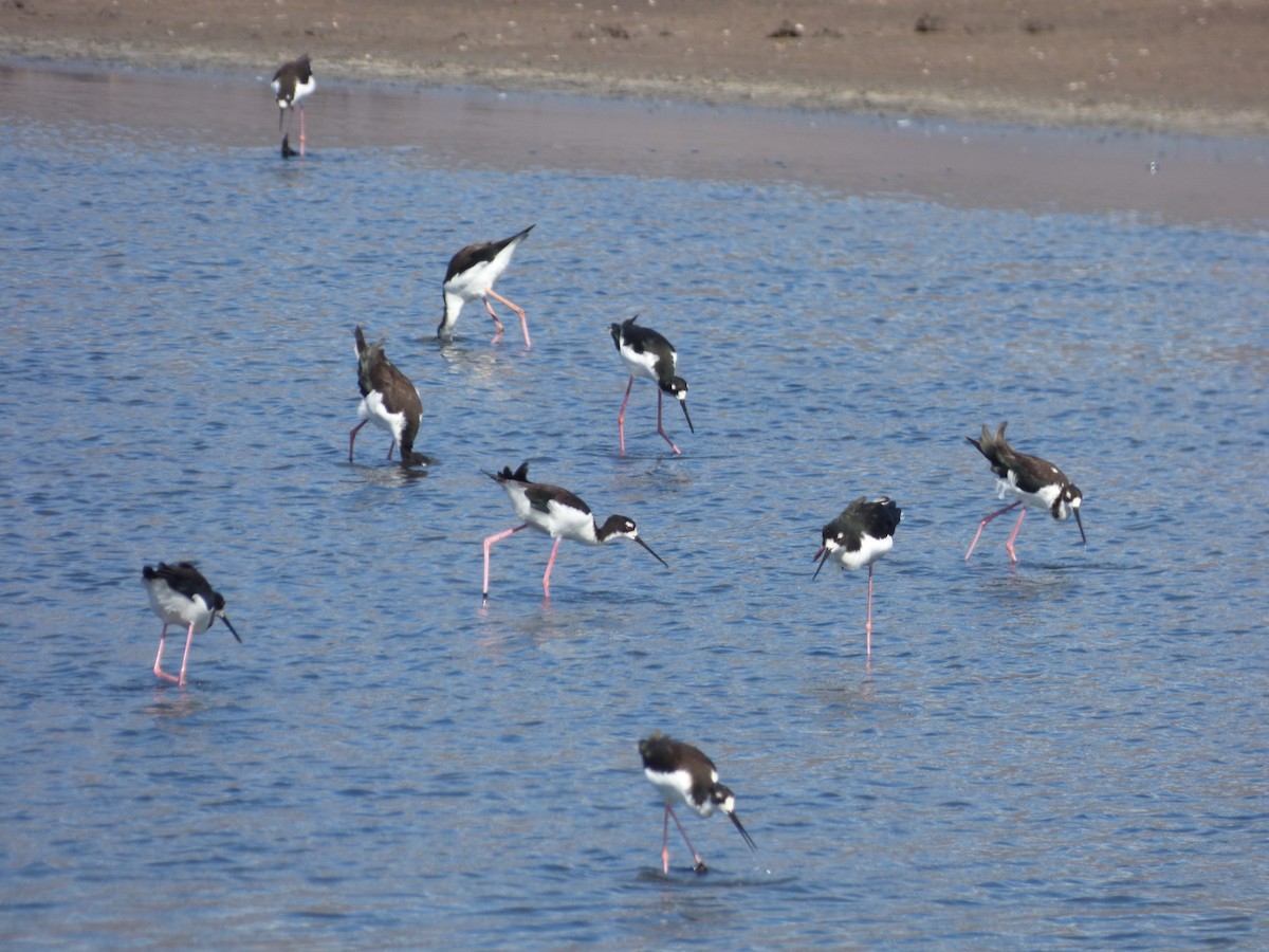 Black-necked Stilt - Forest & Kim Starr