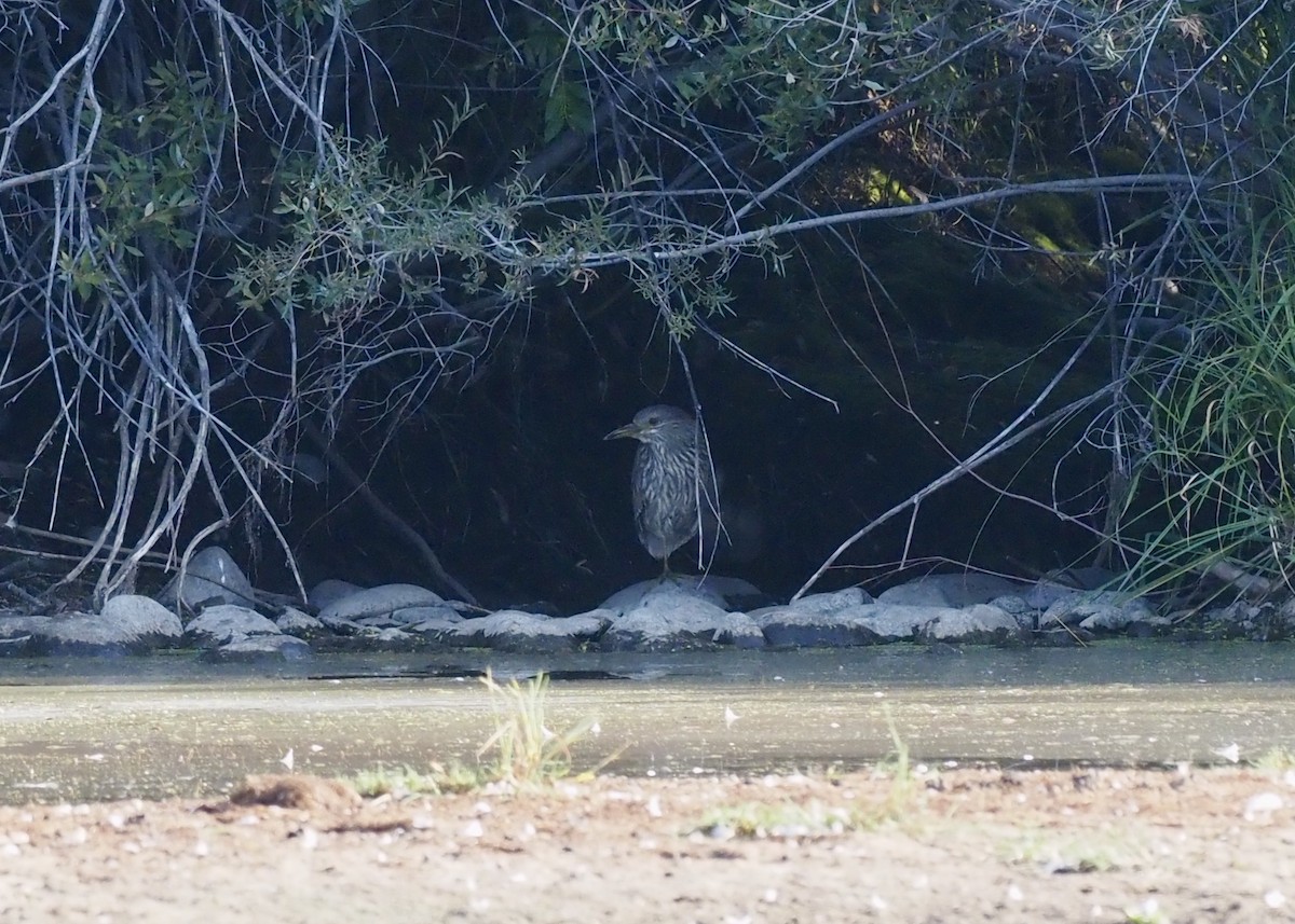 Black-crowned Night Heron - ML482085891