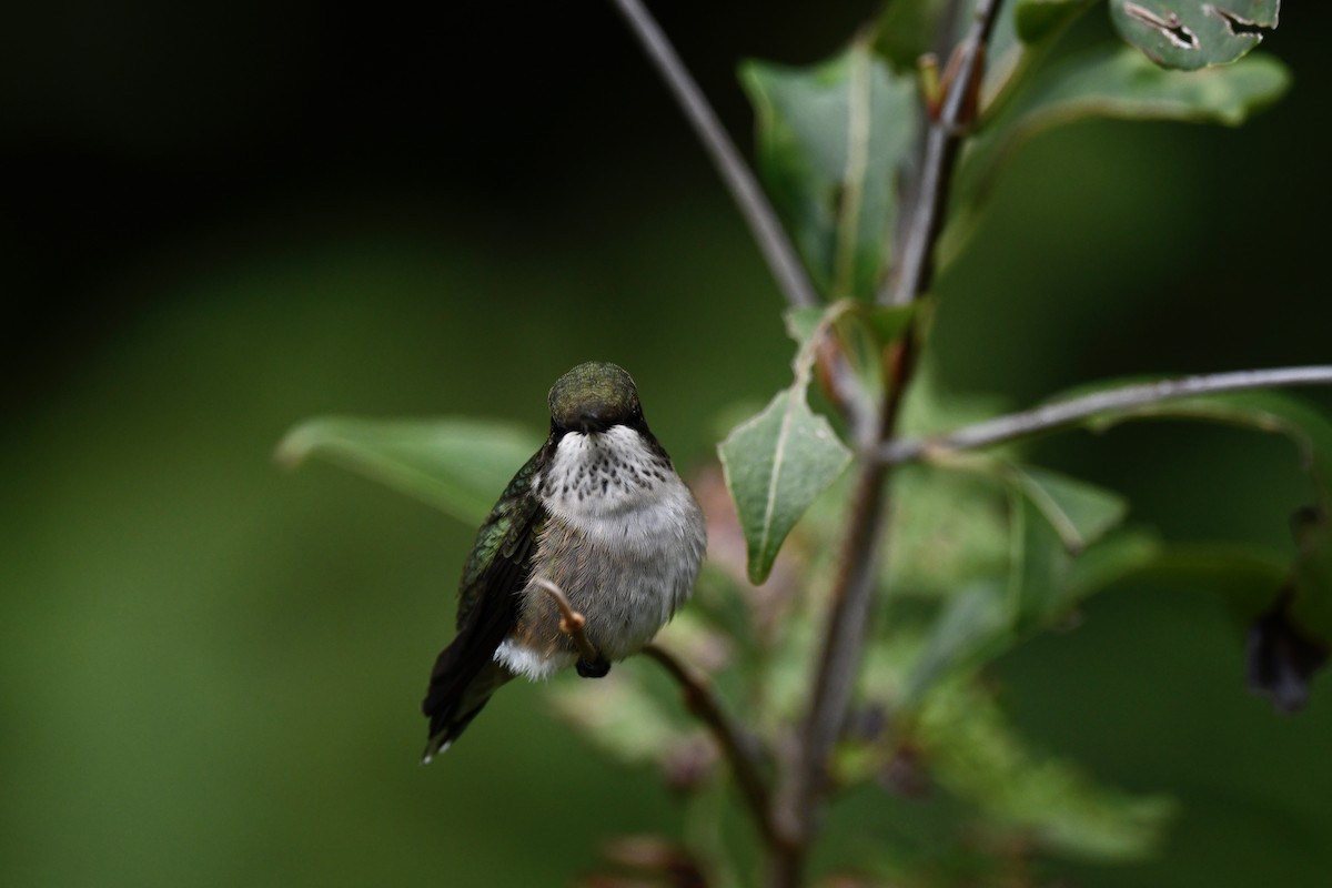 Ruby-throated Hummingbird - ML482086731