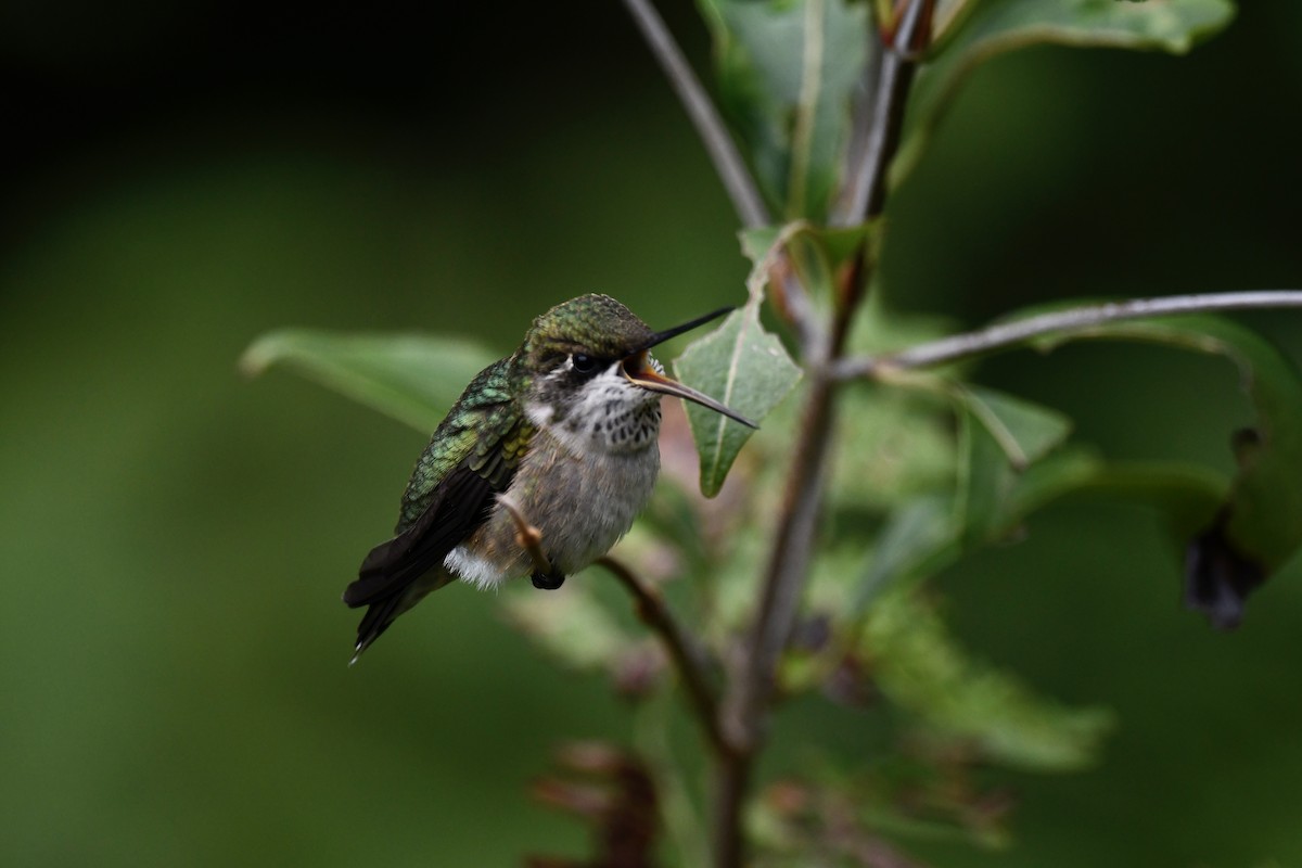 Ruby-throated Hummingbird - ML482086741