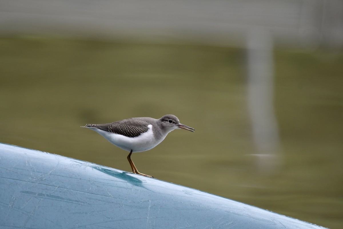 Spotted Sandpiper - ML482086891