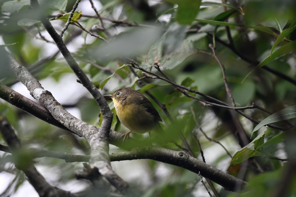 Common Yellowthroat - ML482087201