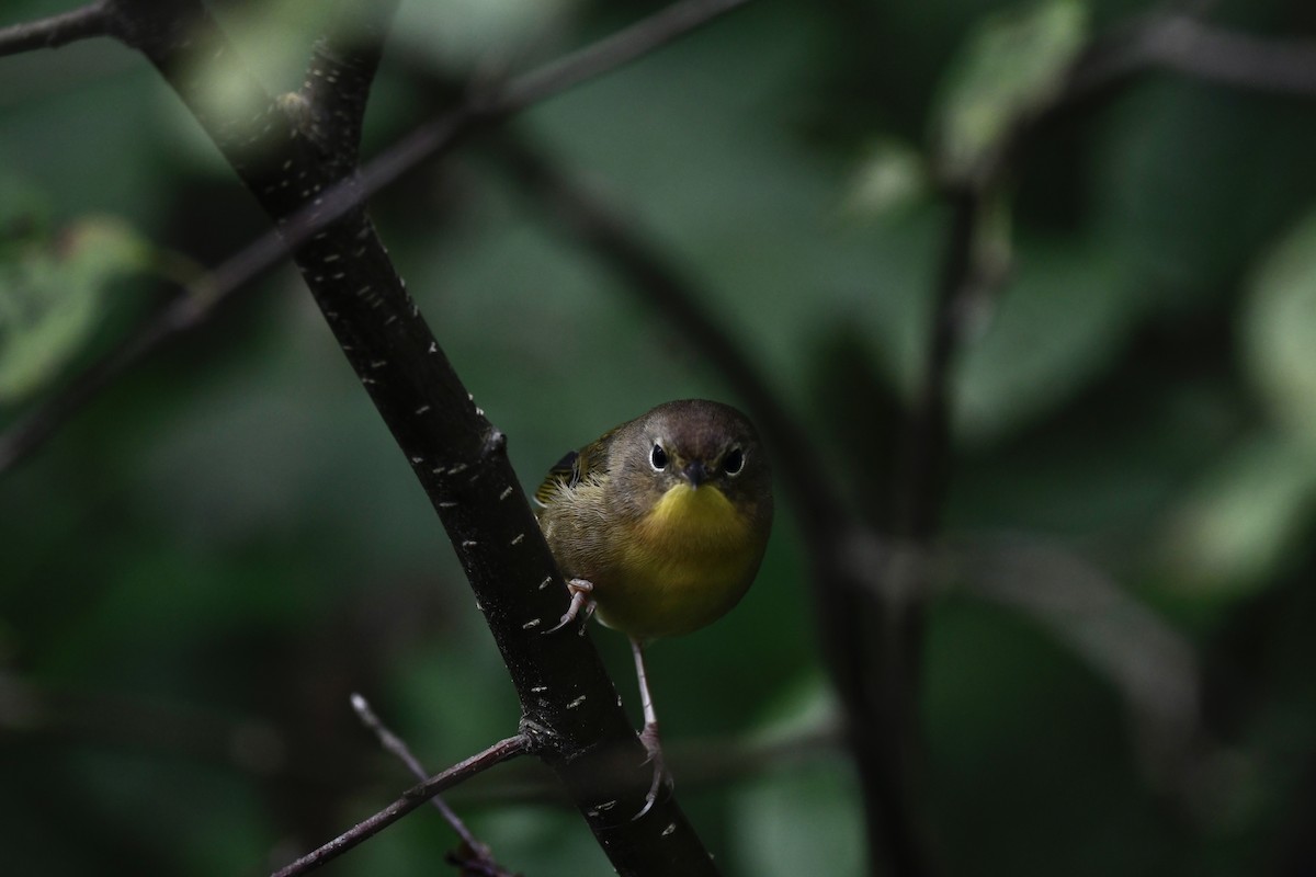 Common Yellowthroat - ML482087211