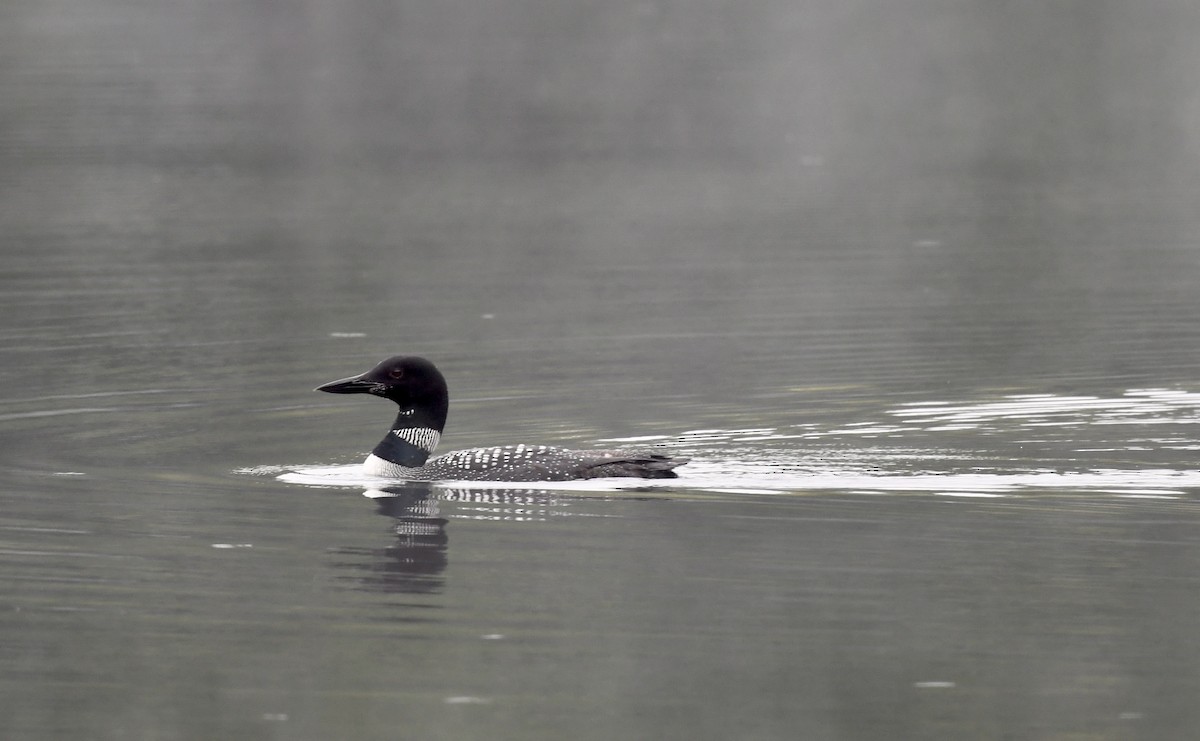 Common Loon - ML482088651