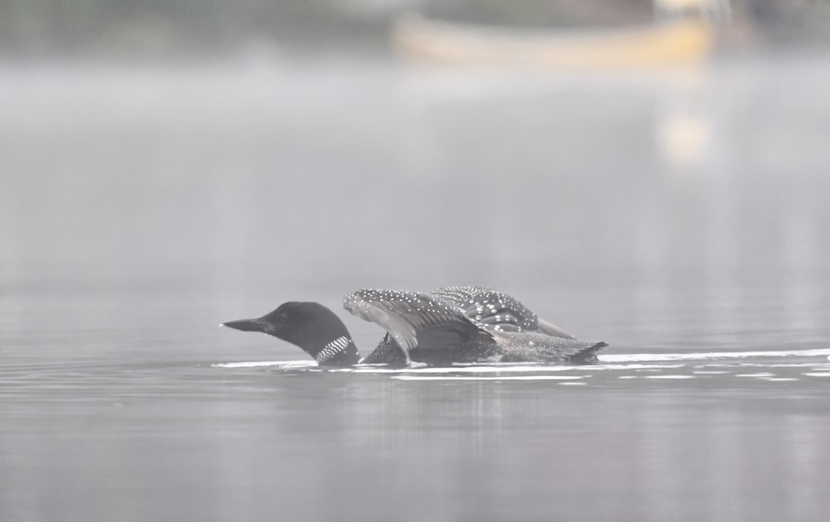 Common Loon - ML482088661