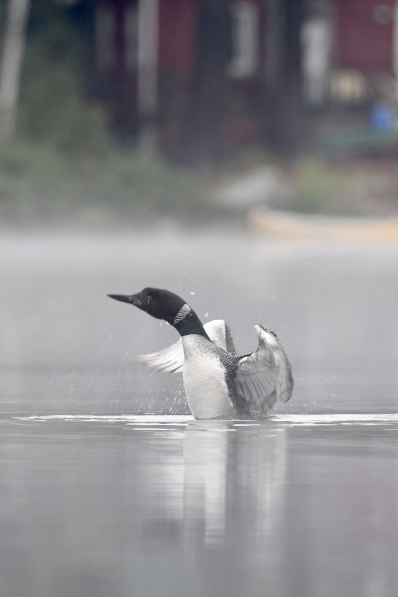 Common Loon - ML482088671