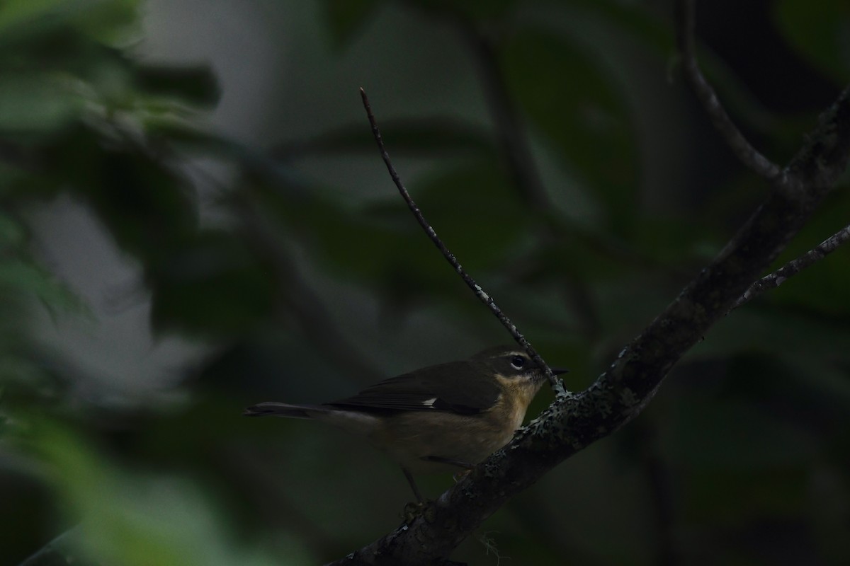 Black-throated Blue Warbler - ML482088891