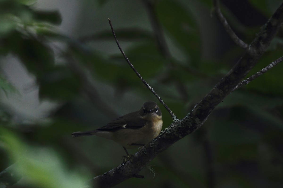 Black-throated Blue Warbler - ML482088901