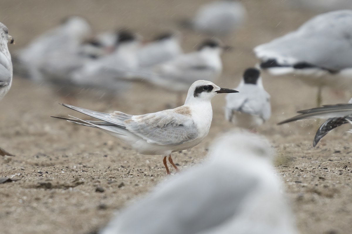 Forster's Tern - ML482088971