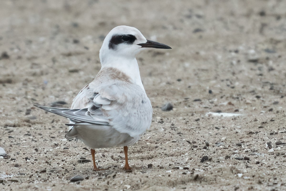 Forster's Tern - ML482089001