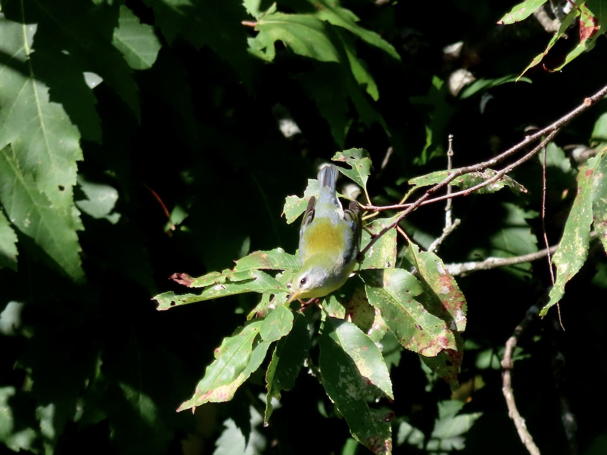 Northern Parula - ML482090941